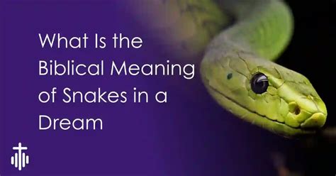 The Hidden Snake in the Shoe: A Biblical Dream Interpretation